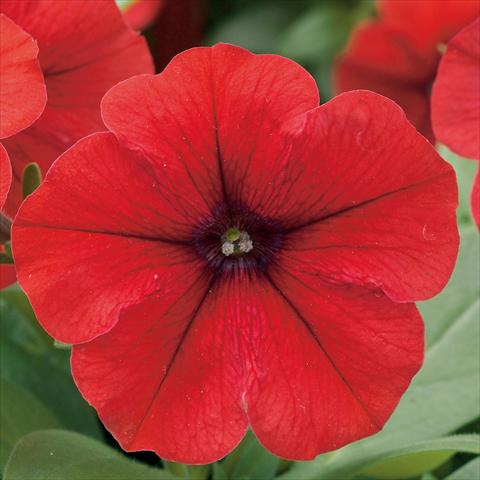 Photo de variété de fleurs à utiliser comme: Pot, Plante à massif, patio Petunia hybrida F1 Trilogy Red