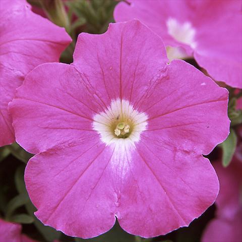 Photo de variété de fleurs à utiliser comme: Pot, Plante à massif, patio Petunia hybrida F1 Trilogy Rose