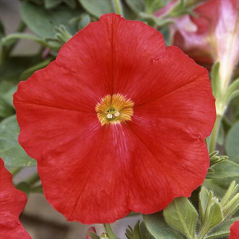 Photo de variété de fleurs à utiliser comme: Pot, Plante à massif, patio Petunia hybrida F1 Trilogy Scarlet