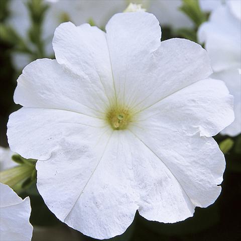 Photo de variété de fleurs à utiliser comme: Pot, Plante à massif, patio Petunia hybrida F1 Trilogy White