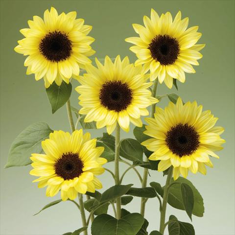 Photo de variété de fleurs à utiliser comme: Pot et Plante à massif Helianthus annuus Sunrich® Limoncello Summer F1