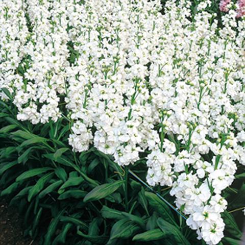 Photo de variété de fleurs à utiliser comme: Pot et Plante à massif Matthiola incana Regal White