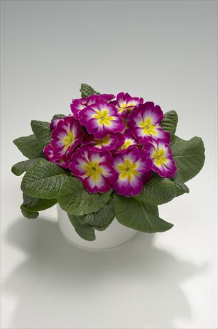 Photo de variété de fleurs à utiliser comme: Suspension / pot Primula acaulis, veris, vulgaris Mega Violet Picotee