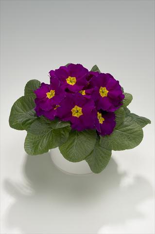 Photo de variété de fleurs à utiliser comme: Suspension / pot Primula acaulis, veris, vulgaris Mega Violet