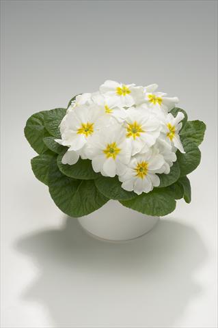 Photo de variété de fleurs à utiliser comme: Suspension / pot Primula acaulis, veris, vulgaris Mega White with Yellow Eye