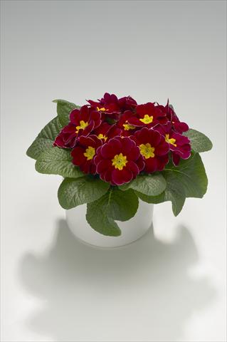 Photo de variété de fleurs à utiliser comme: Suspension / pot Primula acaulis, veris, vulgaris Mega Winered with Edge