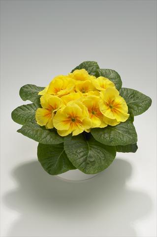 Photo de variété de fleurs à utiliser comme: Suspension / pot Primula acaulis, veris, vulgaris Mega Yellow with Eye