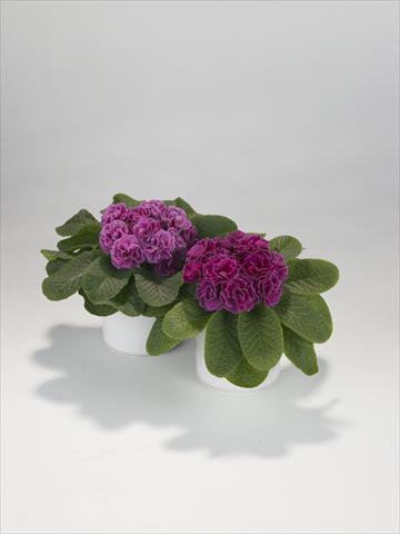 Photo de variété de fleurs à utiliser comme: Suspension / pot Primula acaulis, veris, vulgaris Paloma Lilac Shades
