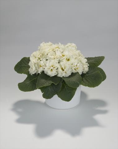 Photo de variété de fleurs à utiliser comme: Suspension / pot Primula acaulis, veris, vulgaris Paloma Lime