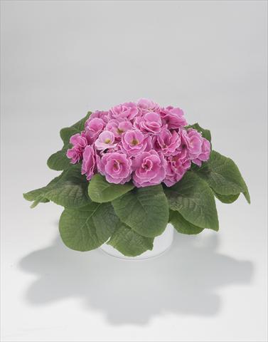 Photo de variété de fleurs à utiliser comme: Suspension / pot Primula acaulis, veris, vulgaris Paloma Pink