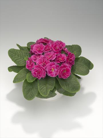 Photo de variété de fleurs à utiliser comme: Suspension / pot Primula acaulis, veris, vulgaris Paloma Rose Shades
