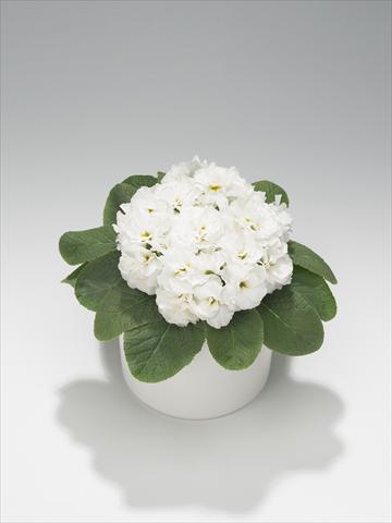 Photo de variété de fleurs à utiliser comme: Suspension / pot Primula acaulis, veris, vulgaris Paloma White