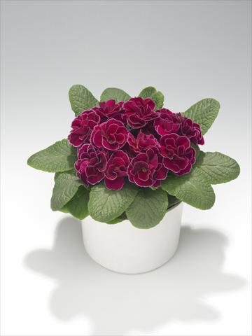 Photo de variété de fleurs à utiliser comme: Suspension / pot Primula acaulis, veris, vulgaris Paloma Winered