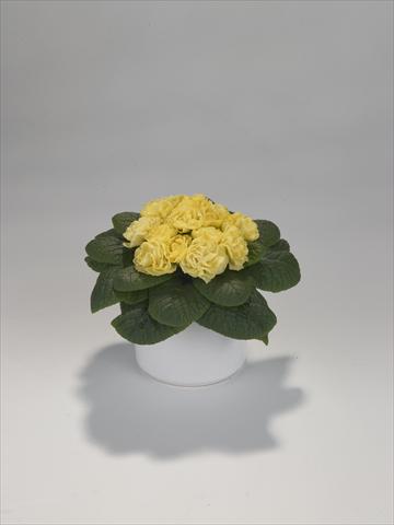Photo de variété de fleurs à utiliser comme: Suspension / pot Primula acaulis, veris, vulgaris Paloma Yellow