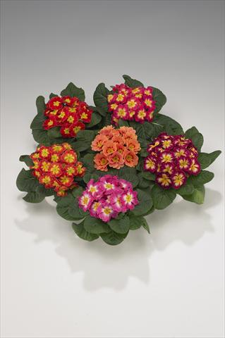 Photo de variété de fleurs à utiliser comme: Suspension / pot Primula acaulis, veris, vulgaris Viva Bicolor