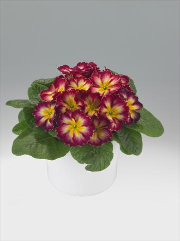 Photo de variété de fleurs à utiliser comme: Suspension / pot Primula acaulis, veris, vulgaris Viva Burgundy Flame