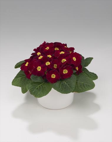 Photo de variété de fleurs à utiliser comme: Suspension / pot Primula acaulis, veris, vulgaris Viva Burgundy