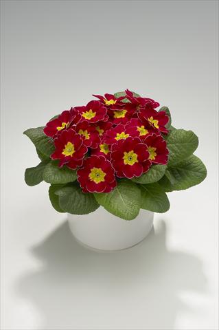 Photo de variété de fleurs à utiliser comme: Suspension / pot Primula acaulis, veris, vulgaris Viva Carmine with Edge