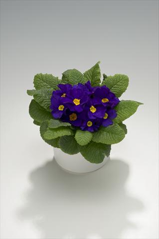 Photo de variété de fleurs à utiliser comme: Suspension / pot Primula acaulis, veris, vulgaris Viva Deep Blue