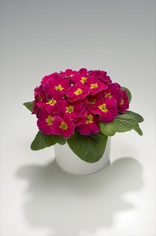 Photo de variété de fleurs à utiliser comme: Suspension / pot Primula acaulis, veris, vulgaris Viva Deep Rose with Edge