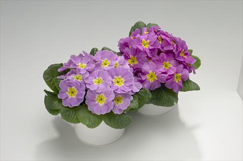 Photo de variété de fleurs à utiliser comme: Suspension / pot Primula acaulis, veris, vulgaris Viva Lavender Shades