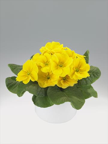 Photo de variété de fleurs à utiliser comme: Suspension / pot Primula acaulis, veris, vulgaris Viva Lemon Yellow