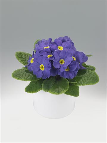Photo de variété de fleurs à utiliser comme: Suspension / pot Primula acaulis, veris, vulgaris Viva Mid Blue