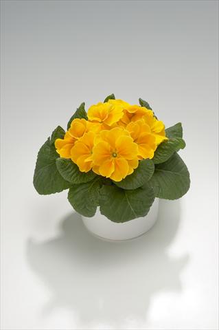 Photo de variété de fleurs à utiliser comme: Suspension / pot Primula acaulis, veris, vulgaris Viva Orange