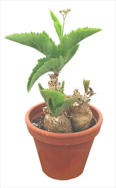 Photo de variété de fleurs à utiliser comme: Pot Cactus Cissus juttae