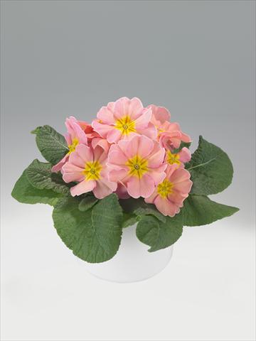 Photo de variété de fleurs à utiliser comme: Suspension / pot Primula acaulis, veris, vulgaris Viva Peach