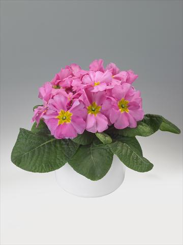 Photo de variété de fleurs à utiliser comme: Suspension / pot Primula acaulis, veris, vulgaris Viva Pink