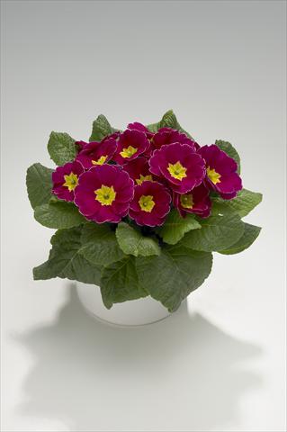 Photo de variété de fleurs à utiliser comme: Suspension / pot Primula acaulis, veris, vulgaris Viva Purple with Edge