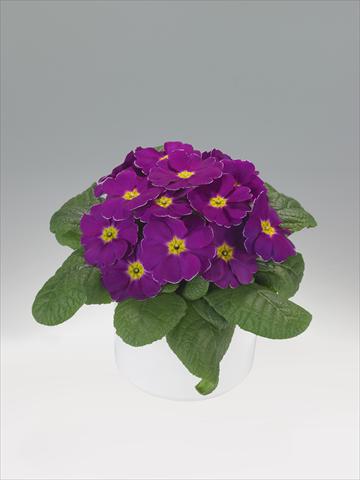 Photo de variété de fleurs à utiliser comme: Suspension / pot Primula acaulis, veris, vulgaris Viva Purple