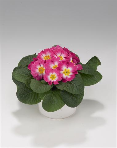 Photo de variété de fleurs à utiliser comme: Suspension / pot Primula acaulis, veris, vulgaris Viva Rose Bicolor
