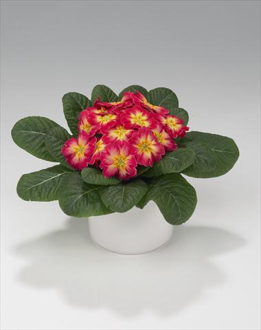 Photo de variété de fleurs à utiliser comme: Suspension / pot Primula acaulis, veris, vulgaris Viva Rose Flame