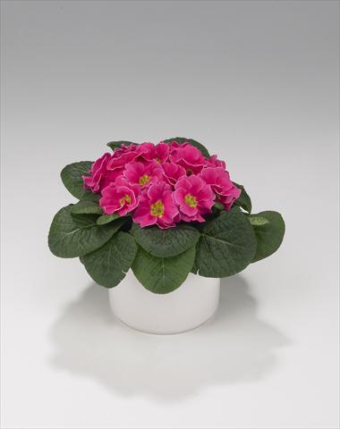 Photo de variété de fleurs à utiliser comme: Suspension / pot Primula acaulis, veris, vulgaris Viva Rose
