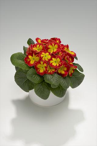 Photo de variété de fleurs à utiliser comme: Suspension / pot Primula acaulis, veris, vulgaris Viva Scarlet Flame