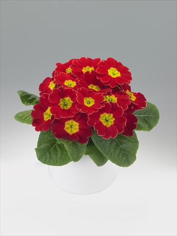 Photo de variété de fleurs à utiliser comme: Suspension / pot Primula acaulis, veris, vulgaris Viva Scarlet with Edge