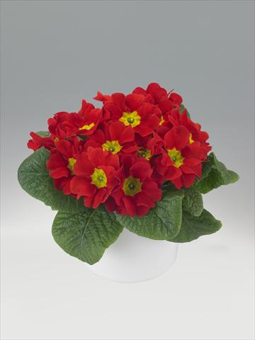 Photo de variété de fleurs à utiliser comme: Suspension / pot Primula acaulis, veris, vulgaris Viva Scarlet