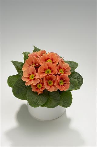 Photo de variété de fleurs à utiliser comme: Suspension / pot Primula acaulis, veris, vulgaris Viva Terracotta