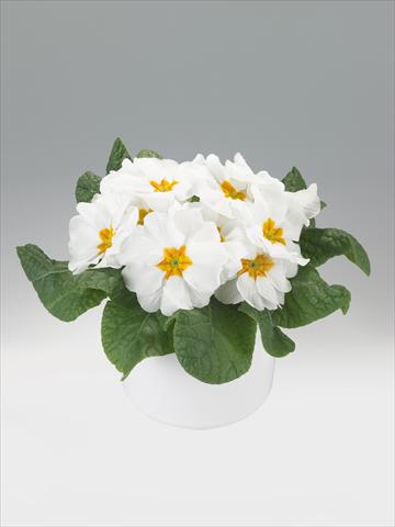 Photo de variété de fleurs à utiliser comme: Suspension / pot Primula acaulis, veris, vulgaris Viva White with Orange Eye