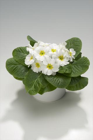 Photo de variété de fleurs à utiliser comme: Suspension / pot Primula acaulis, veris, vulgaris Viva White with Yellow Eye