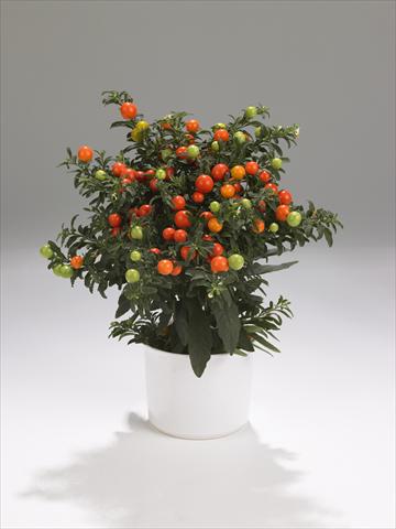 Photo de variété de fleurs à utiliser comme: Suspension / pot Solanum pseudocapsicum Thurino Light