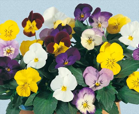 Photo de variété de fleurs à utiliser comme: Pot et Plante à massif Viola cornuta Lolita Mixture