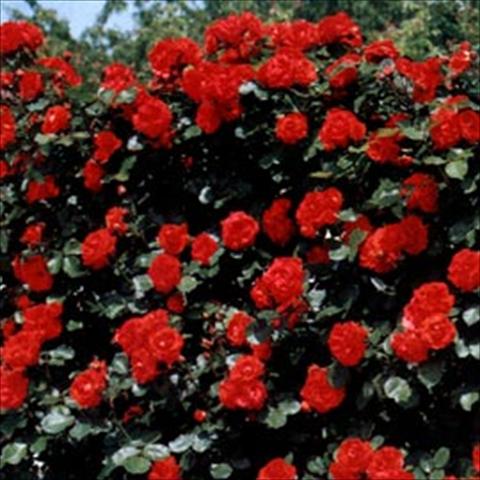 Photo de variété de fleurs à utiliser comme: Plante à massif/ plante de bordure Rosa rampicante Tchin Tchin