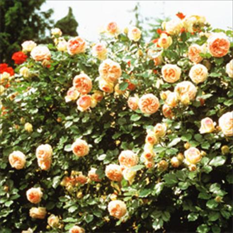 Photo de variété de fleurs à utiliser comme: Plante à massif/ plante de bordure Rosa rampicante GPT Eden Rose®