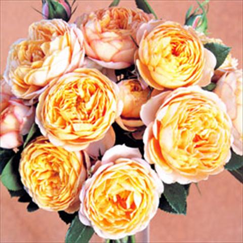 Photo de variété de fleurs à utiliser comme: Pot Rosa floribunda GPT Baby Romantica