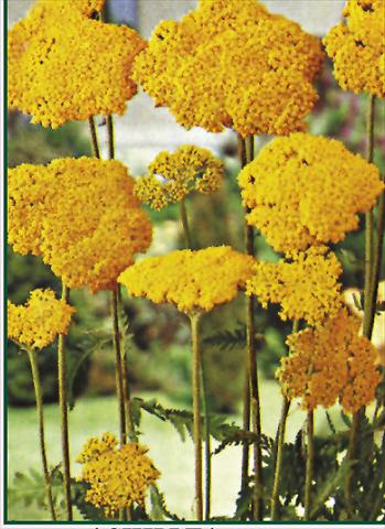 Photo de variété de fleurs à utiliser comme: Plante à massif/ plante de bordure Achillea filipendulina Parkers Variety