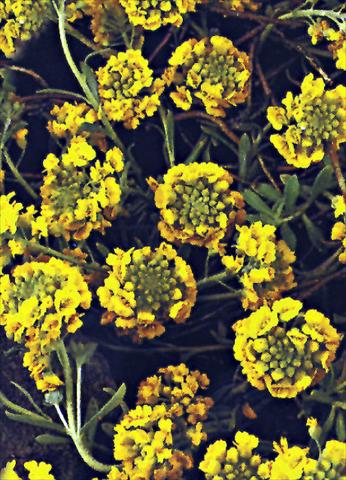 Photo de variété de fleurs à utiliser comme: Plante à massif/ plante de bordure Alyssum montanum Mountain Gold