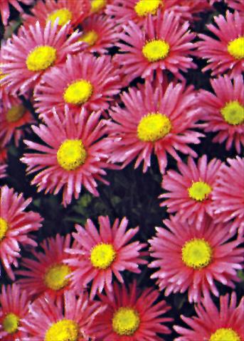 Photo de variété de fleurs à utiliser comme: Plante à massif/ plante de bordure Aster alpinus Goliath